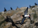 Oystercatcher flying -  A